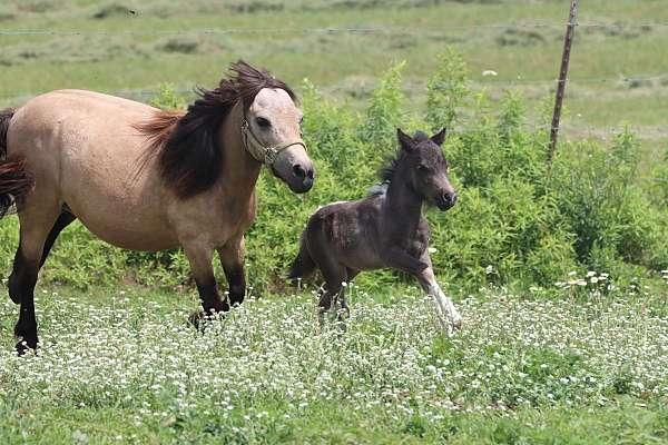 kid-safe-youth-horse