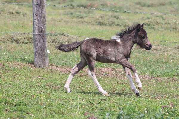 tobiano-horse