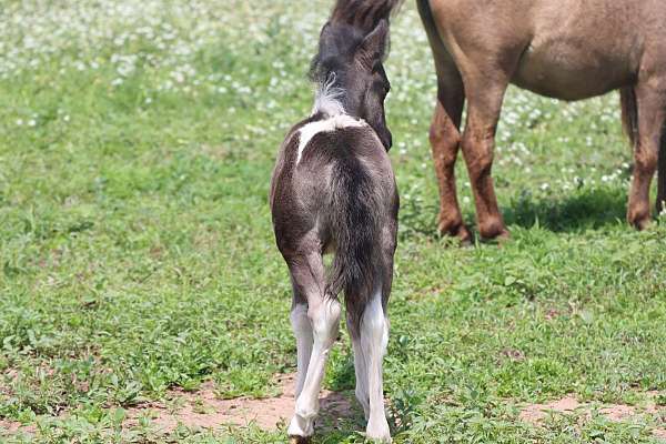 black-tobiano-horse