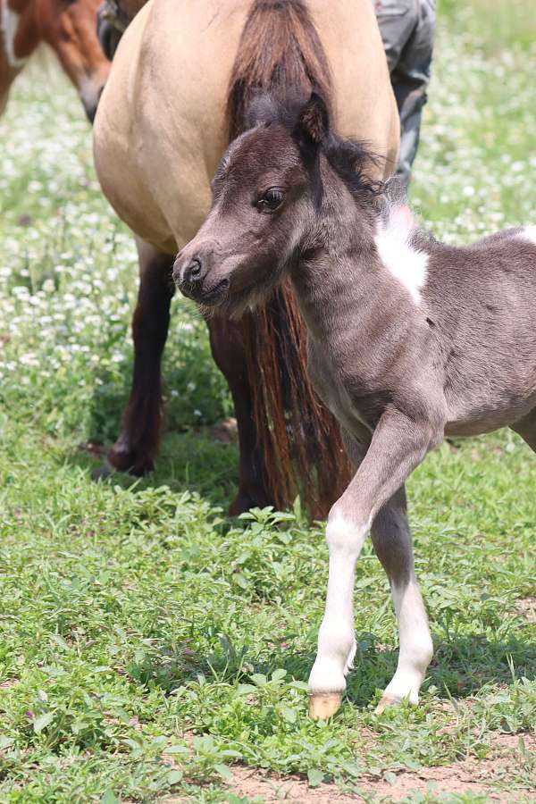 black-miniature-filly