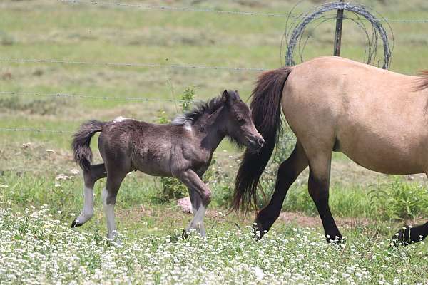 tobiano