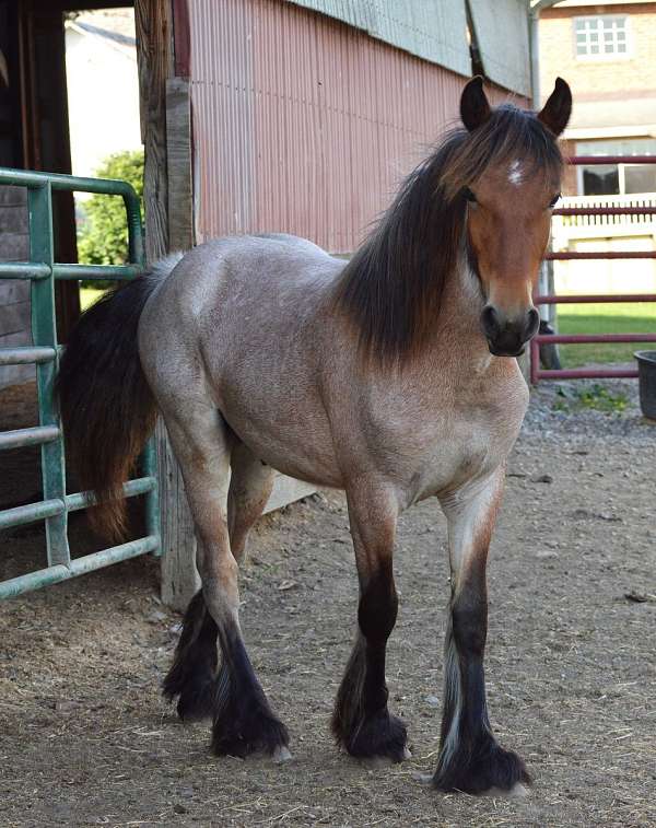 four-black-stockings-small-star-horse