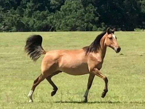 dun-lots-of-chrome-horse