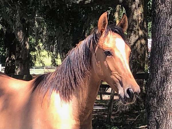 all-marchador-horse