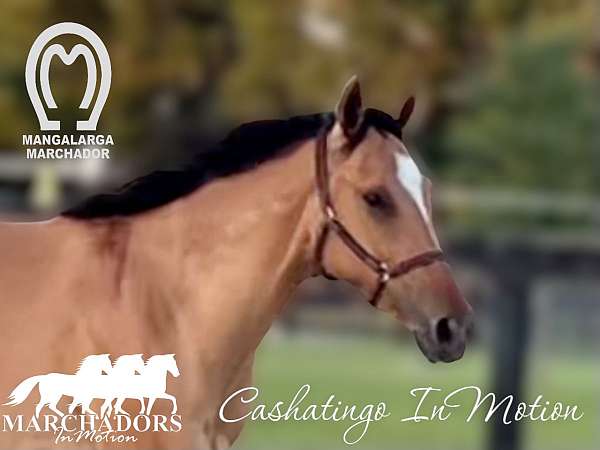 approved-marchador-horse