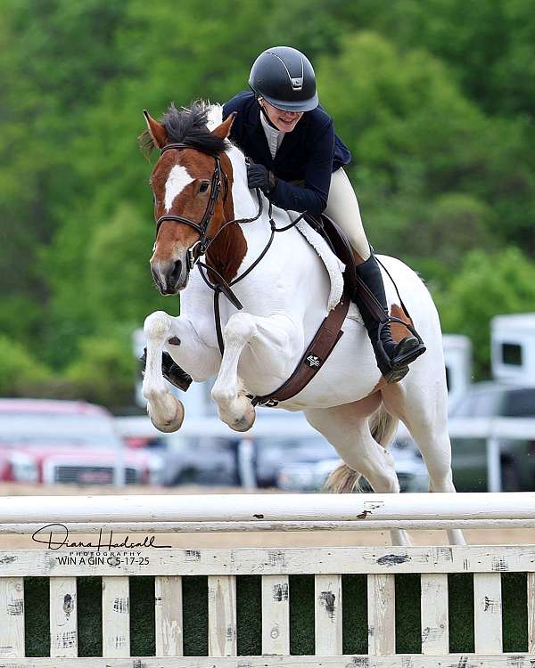 all-around-paint-pony