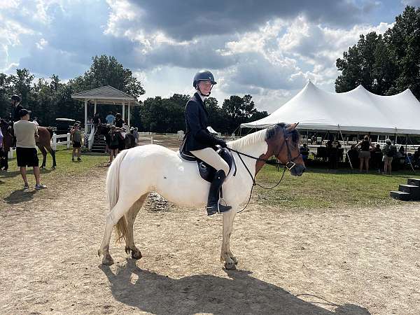english-pleasure-paint-pony