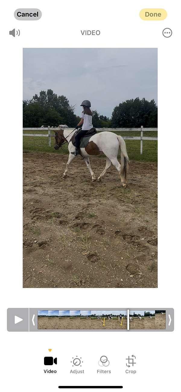 equitation-paint-pony