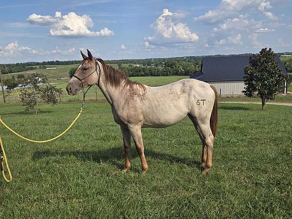 quarter-horse-filly