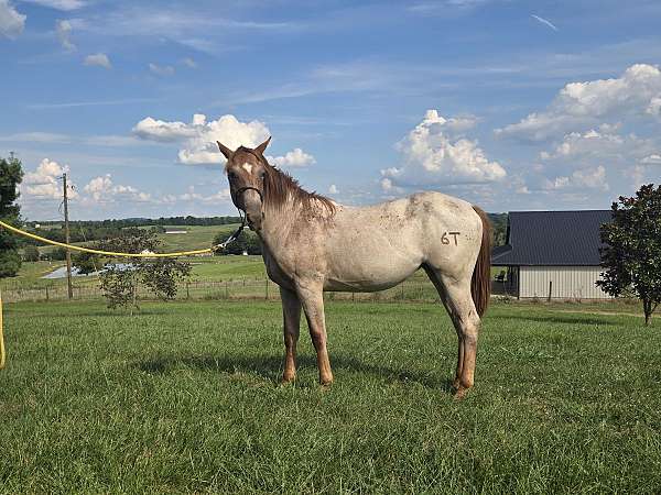 quarter-horse-for-sale