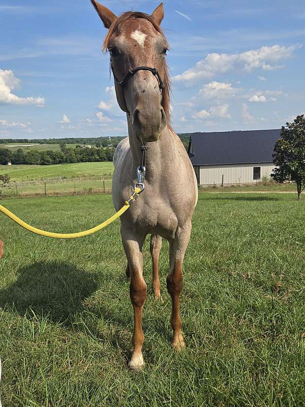 quarter-horse