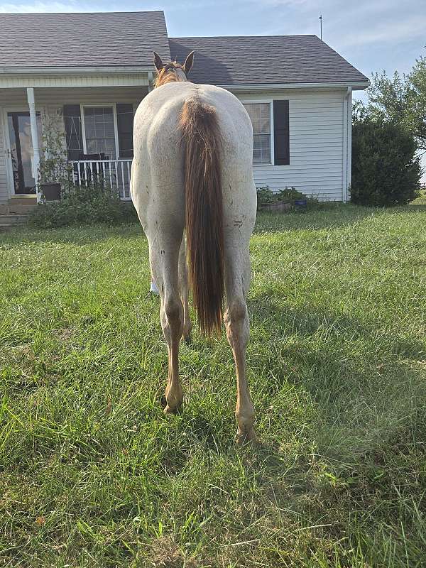 filly