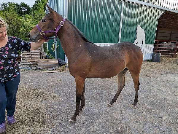 bay-snowflake-appy-pony