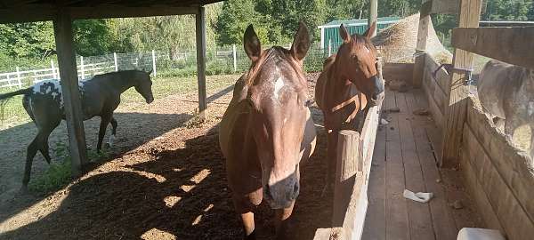 arabian-filly-appaloosa-pony