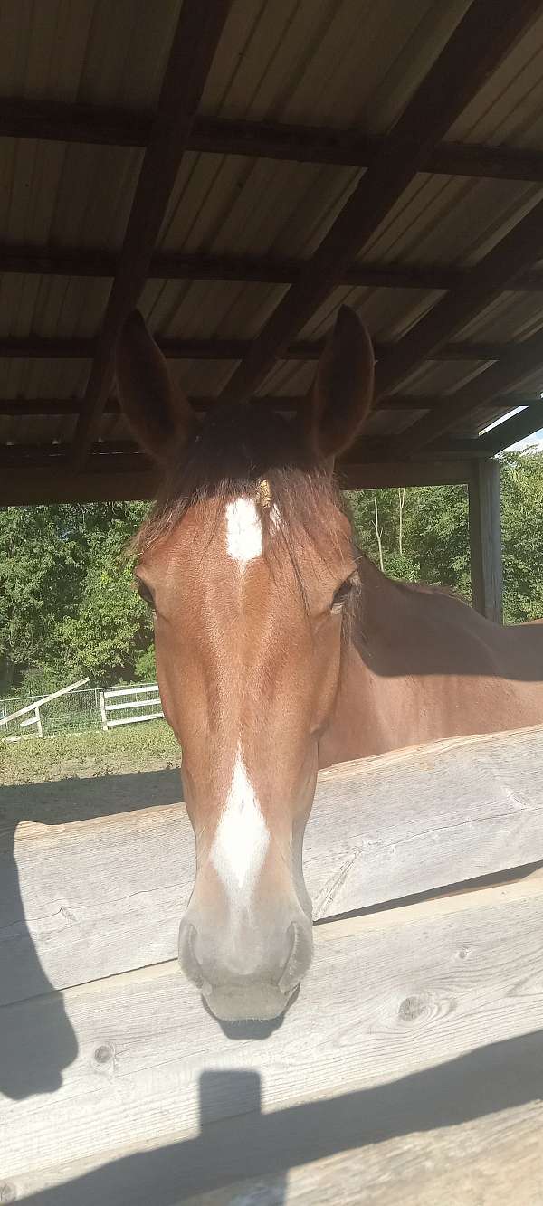 bay-getting-snow-flake-spots-pony