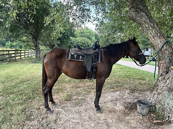 breeding-missouri-fox-trotter-horse