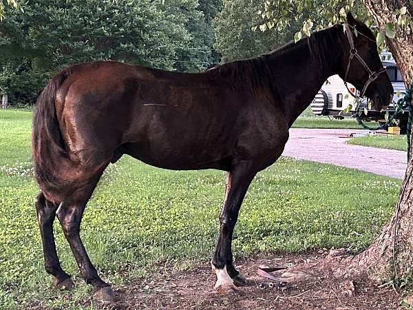 field-trial-tennessee-walking-horse