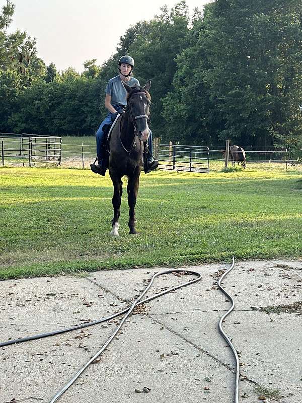 performance-tennessee-walking-horse