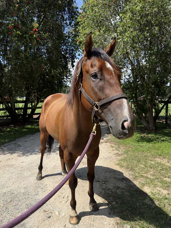 heels-thoroughbred-horse