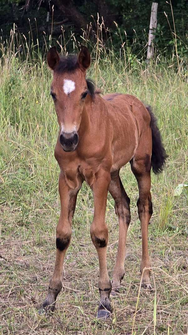 star-horse