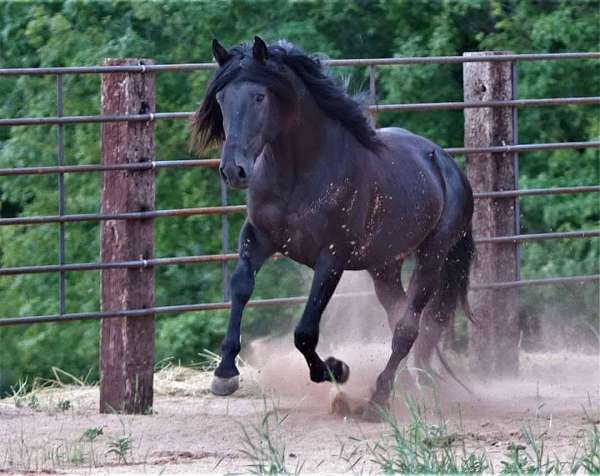 bodied-andalusian-horse