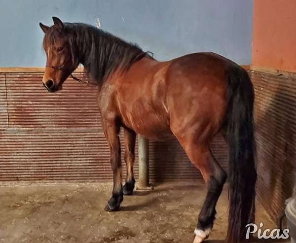 range-andalusian-horse