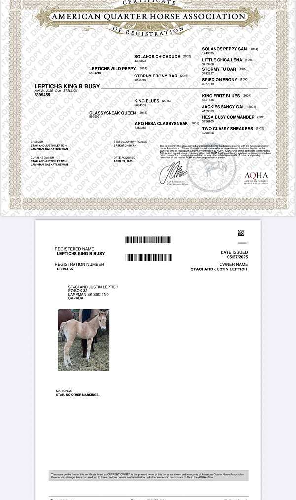 aqha-dun-colt