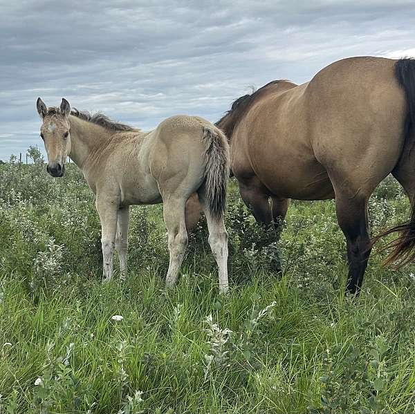 deposit-colt