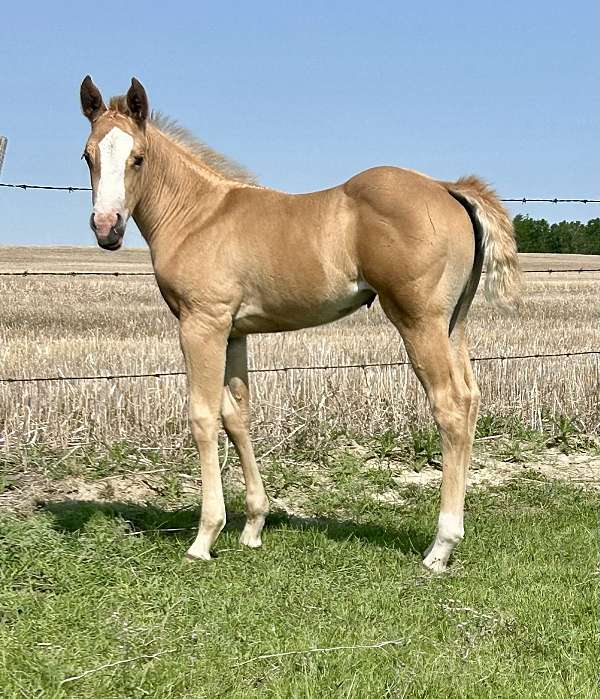 cbhi-filly