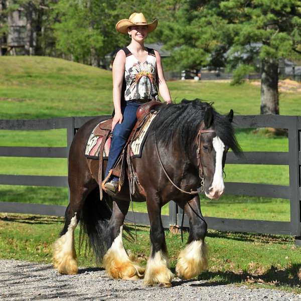kid-safe-gypsy-vanner-horse