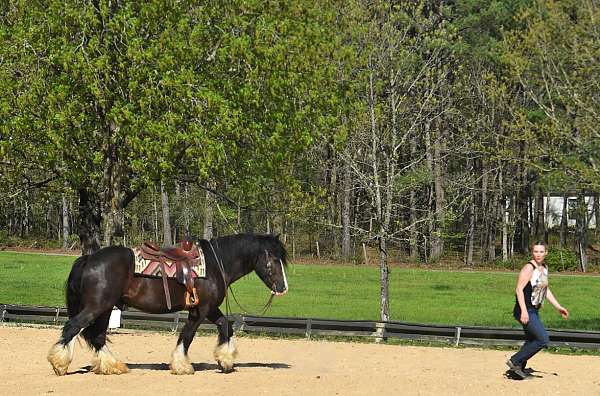 gelding-gypsy-vanner-horse