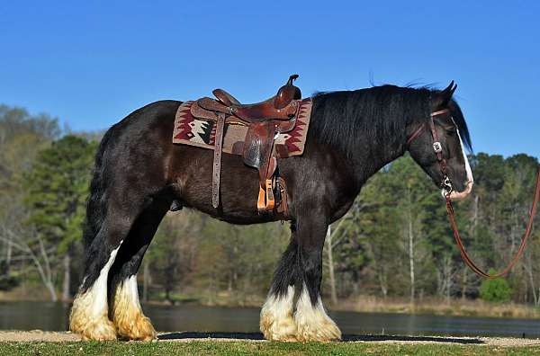 gentle-gypsy-vanner-horse