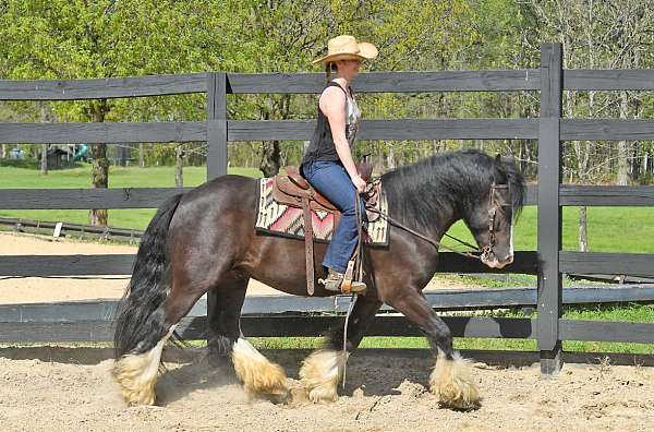 all-around-gypsy-vanner-horse