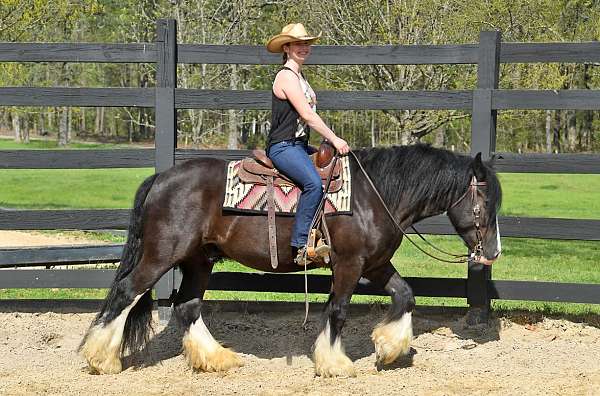 gypsy-vanner-horse