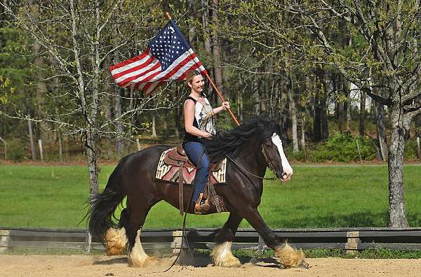 family-gypsy-vanner-horse