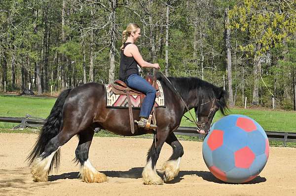beginner-safe-gypsy-vanner-horse