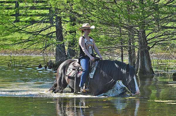 athletic-gypsy-vanner-horse