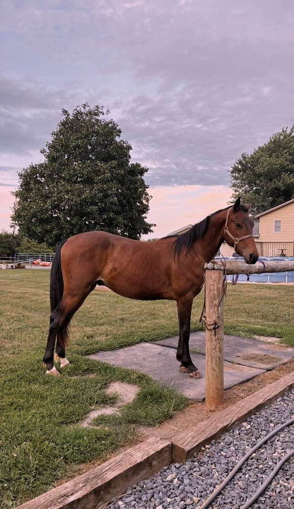 bay-appendix-gelding