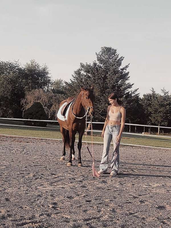 bay-gelding-for-sale