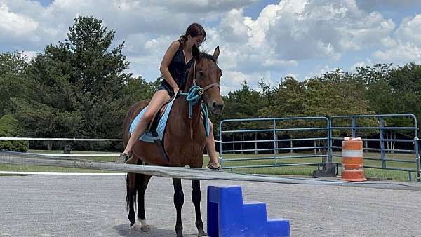 14-hand-appendix-gelding