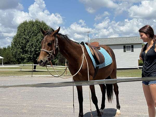 14-hand-appendix-horse