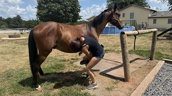 14-hand-gelding