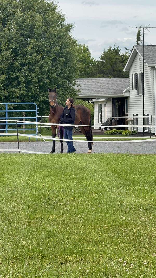 bay-appendix-horse