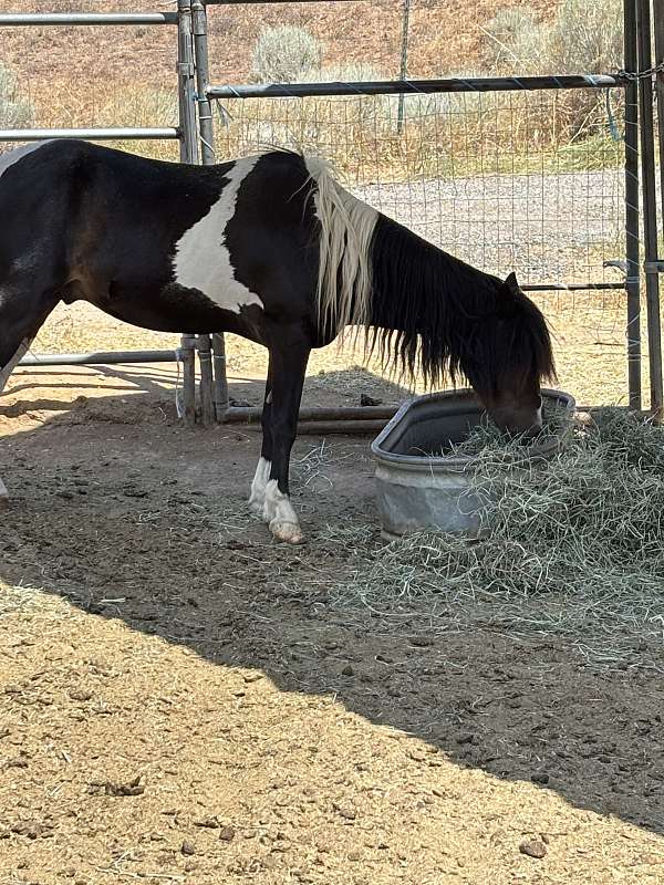pinto-gelding