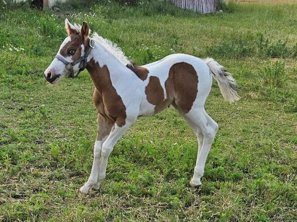 black-splash-1-horse