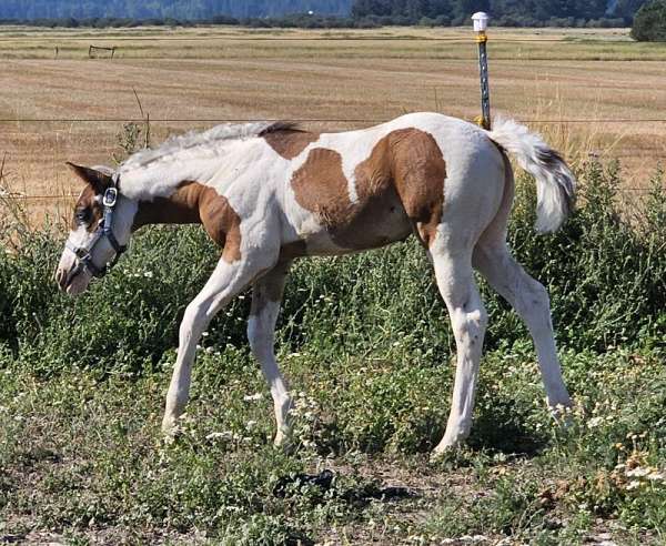 dp-gunnaoutshinya-paint-horse