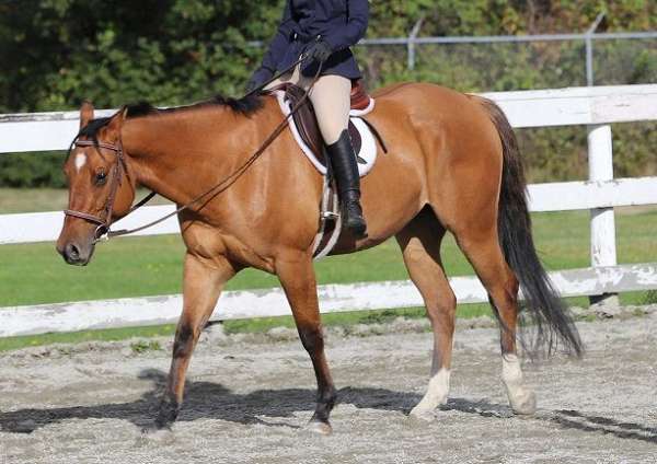 all-around-quarter-horse