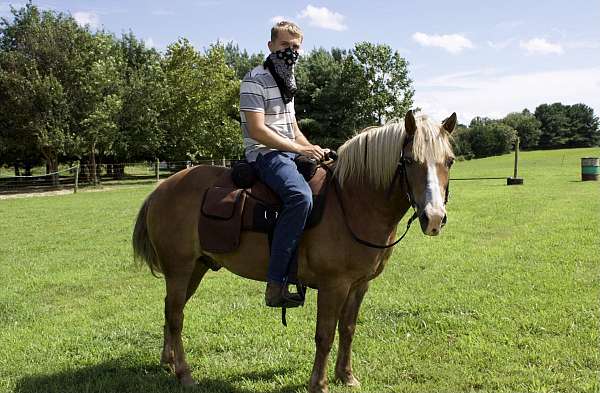 haflinger-gelding