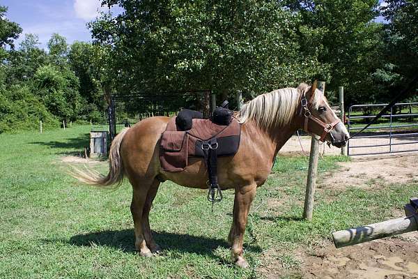 advanced-beginner-haflinger-pony