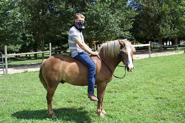 advanced-haflinger-pony